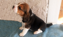 Martina Girl 2 Side 4 weeks